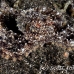 octopus_v_white_ta_hsb_r_h_0187_kom5174.jpg